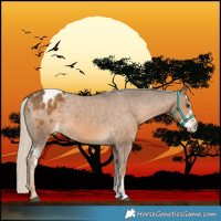 Horse Color:Chocolate Palomino Sabino Blanket 