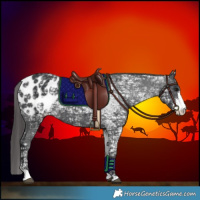 Horse Color:Black Ice Sabino Appaloosa Rabicano