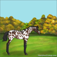Horse Color:Brown Near Leopard 