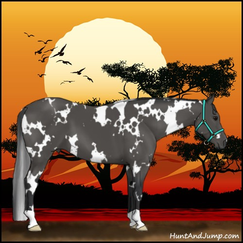 Horse Color:White Spotted Black 