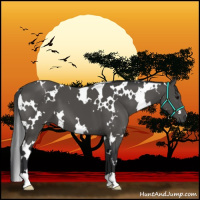 Horse Color:White Spotted Black 