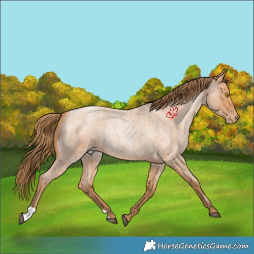 Horse Color:Bay Roan Pearl 