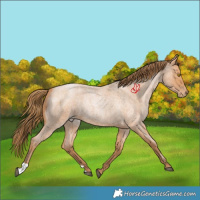 Horse Color:Bay Roan Pearl 