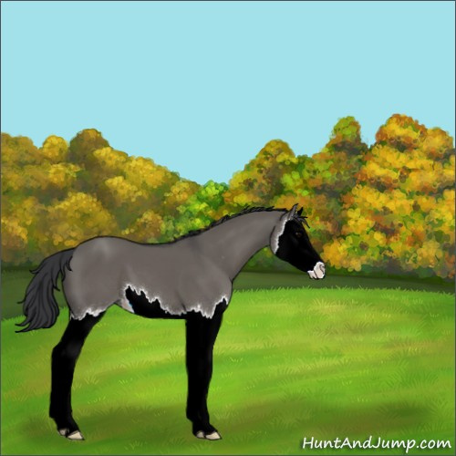 Horse Color:Grullo Sabino Splash 