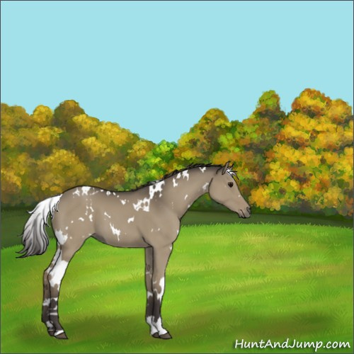 Horse Color:White Spotted Smoky Grullo 