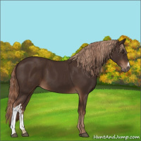 Horse Color:Liver Chestnut and Liver Chestnut