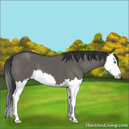 Horse Color:Grullo Sabino Splash 
