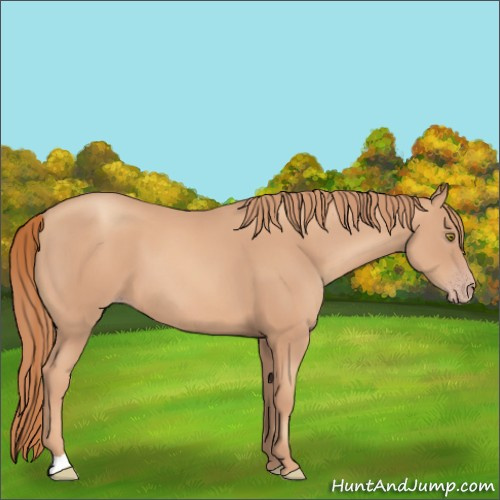 Horse Color:Gold Champagne 