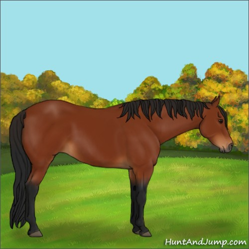 Horse Color:Gray Bay 
