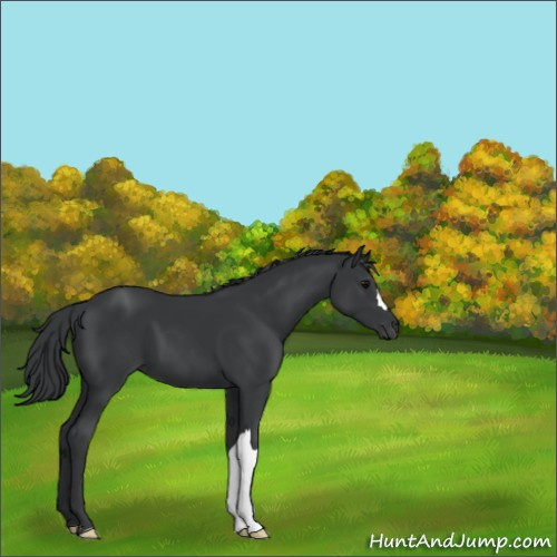 Horse Color:Black 