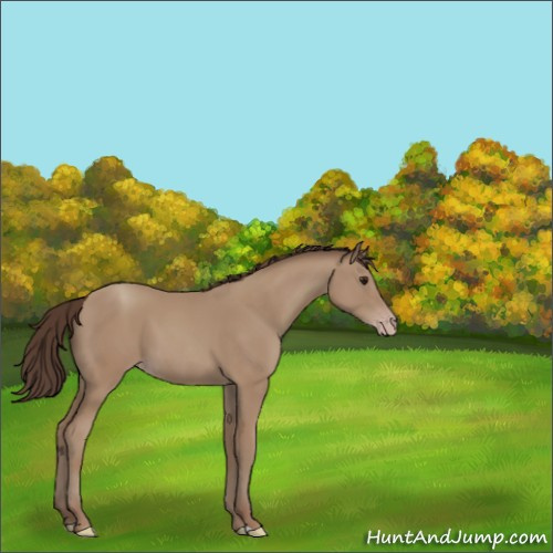 Horse Color:Classic Champagne 