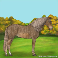 Horse Color:Chocolate Palomino Roan  and Chocolate Palomino Roan 