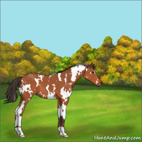 Horse Color:White Spotted Bay 