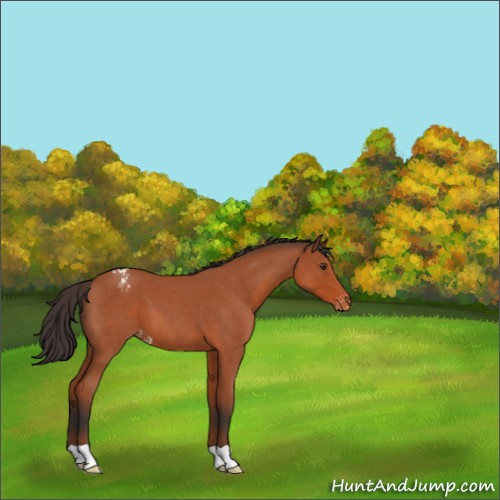 Horse Color:Brown Roan Appaloosa 