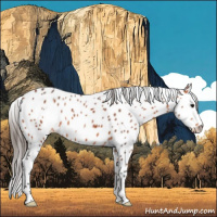 Horse Color:Bay Roan Appaloosa 