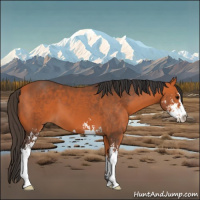 Horse Color:Bay Sabino 