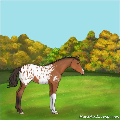 Horse Color:Bay Appaloosa 