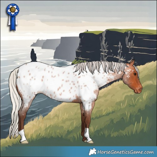 Horse Color:Silver Bay Roan Appaloosa 