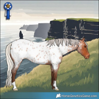 Horse Color:Silver Bay Roan Near Leopard 
