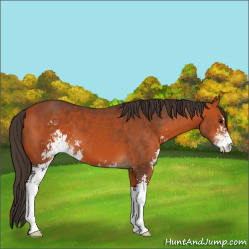 Horse Color:Bay Sabino 