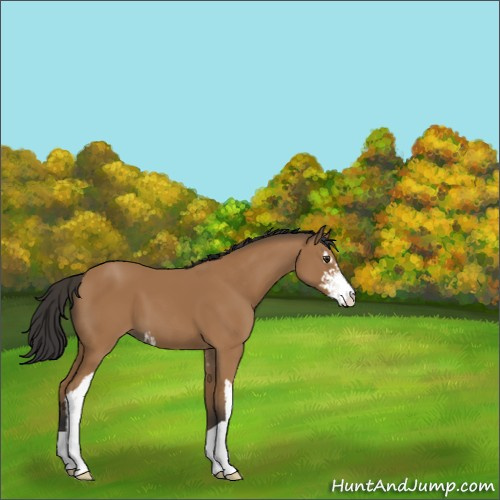 Horse Color:Bay Sabino 