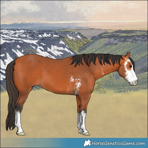 Horse Color:Bay Sabino 