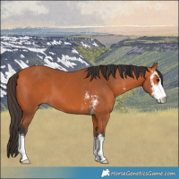 Horse Color:Bay Sabino 