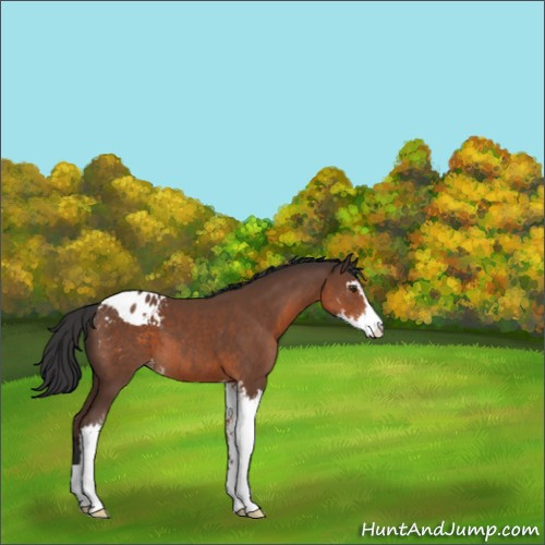 Horse Color:Bay Sabino Appaloosa 