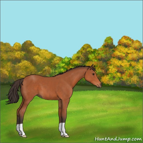 Horse Color:Bay 