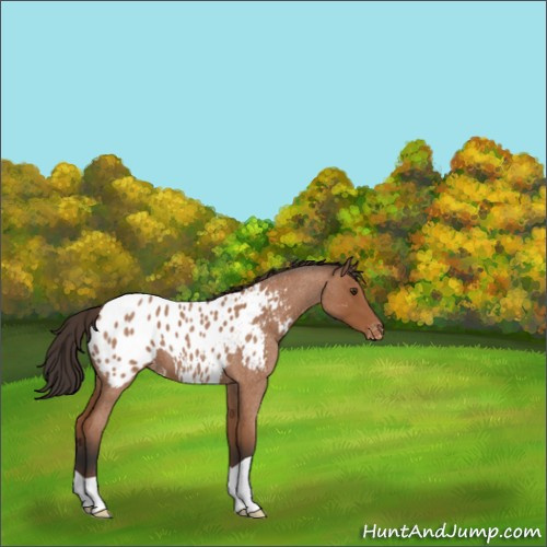 Horse Color:Bay Roan Appaloosa 