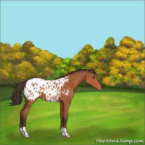 Horse Color:Bay Appaloosa 