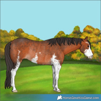 Horse Color:Bay Sabino Rabicano