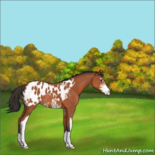 Horse Color:Bay Sabino Appaloosa 