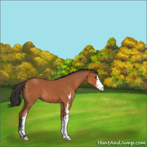 Horse Color:Bay Sabino 