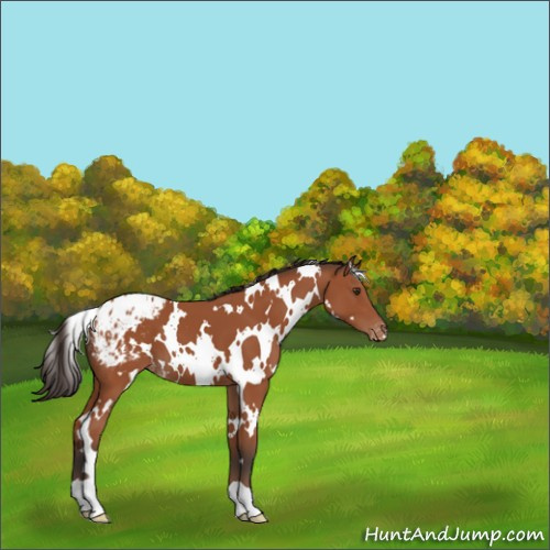 Horse Color:White Spotted Bay Appaloosa 
