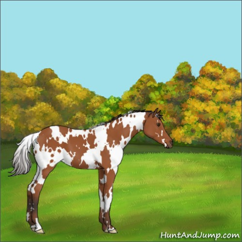 Horse Color:White Spotted Bay 