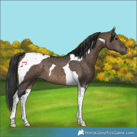 Horse Color:Brown Dun Tobiano 