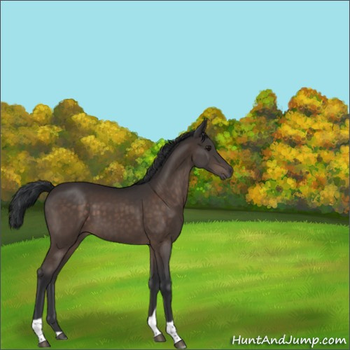 Horse Color:Brown Tobiano 