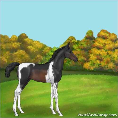 Horse Color:Brown Tobiano 