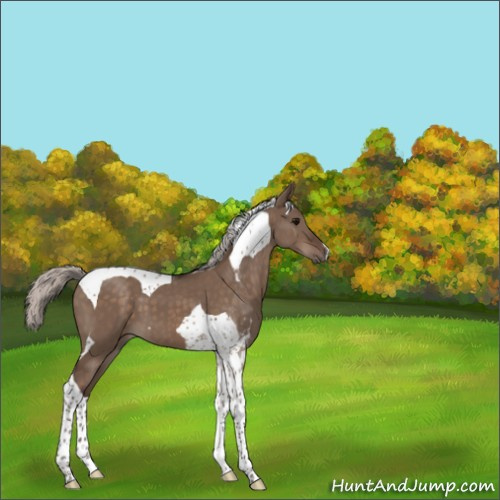 Horse Color:Silver Brown Dun Tobiano 