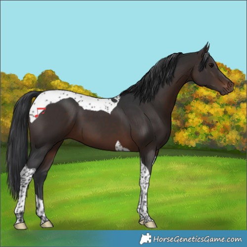 Horse Color:Brown Tobiano 