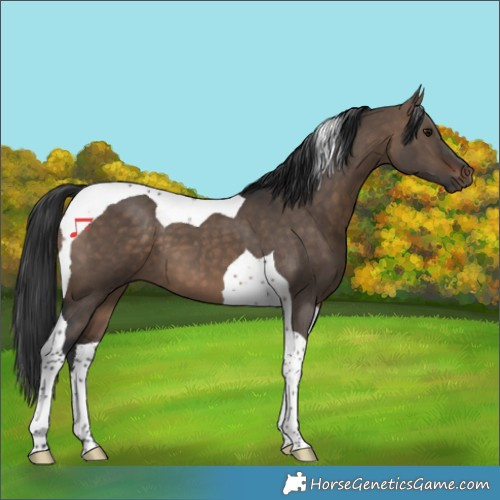 Horse Color:Brown Dun Tobiano 