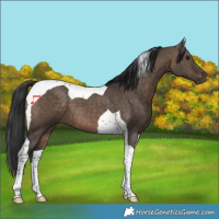 Horse Color:Brown Dun Tobiano 