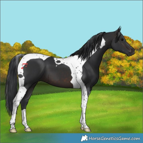 Horse Color:Brown Tobiano 