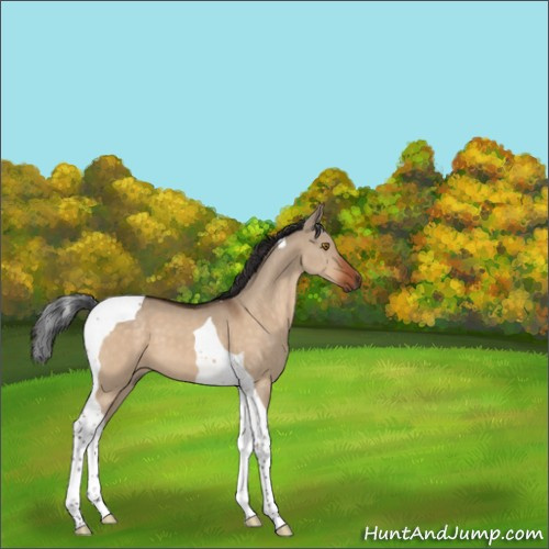 Horse Color:Bay Dun Tobiano 