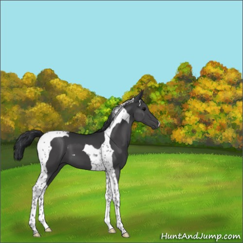 Horse Color:Black Tobiano 