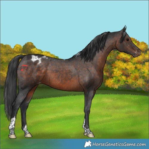 Horse Color:Brown Tobiano Appaloosa 