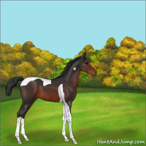 Horse Color:Brown Tobiano 