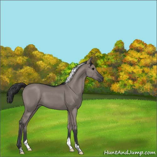 Horse Color:Grullo Tobiano 