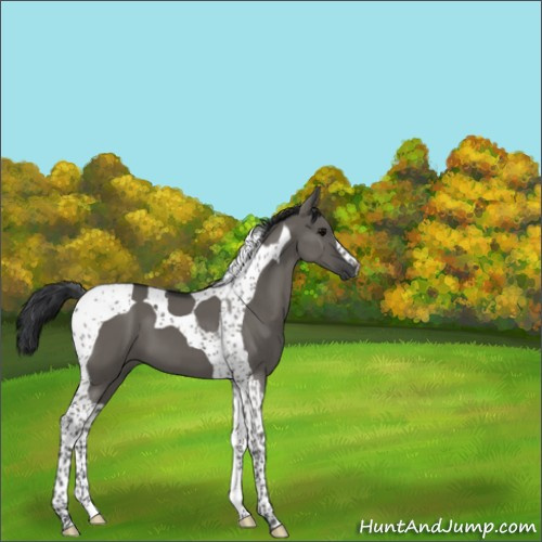 Horse Color:Grullo Tobiano 